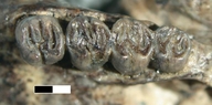Megapeomys bobwilsoni