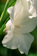 Gladiolus gandavensis