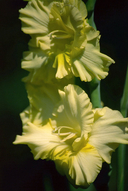 Gladiolus gandavensis