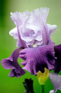 Hybrid Iris Mystique
