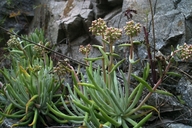 Dudleya densiflora
