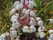Triphysaria eriantha ssp. rosea
