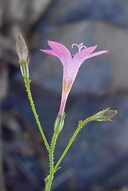 Saltugilia splendens ssp. splendens