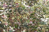 Feijoa sellowiana