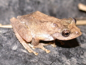 Kurixalus idiootocus