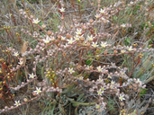 Dudleya attenuata ssp. attenuata