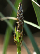 Carex rossii