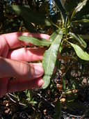 Lyonothamnus floribundus ssp. floribundus