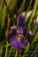 Purple Flag Iris