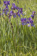 Iris sibirica ssp. erirrhiza