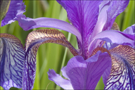 Iris sibirica ssp. erirrhiza