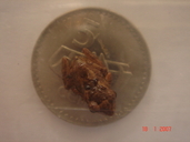 Cornufer vitianus