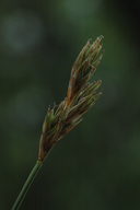 Carex petasata