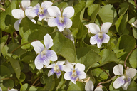 Viola sororia var. priceana