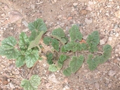 Proboscidea althaeifolia