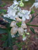 Delphinium pavonaceum