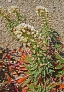 Eremothera boothii ssp. condensata