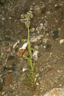 Phacelia anelsonii