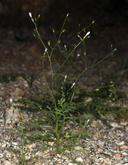 Gilia scopulorum