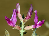 Astragalus lentiginosus var. borreganus