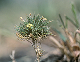 Navarretia nigelliformis ssp. nigelliformis