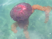 South America Jellyfish