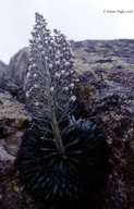 Saxifraga florulenta
