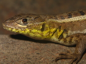 Ornated Lizard