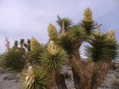 Yucca brevifolia ssp. jaegeriana