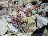 Dudleya saxosa ssp. aloides