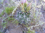 Sclerocactus parviflorus ssp. intermedius
