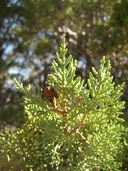 Hesperocyparis nevadensis