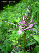D'urville's Marsh Orchid