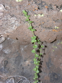 Triodanis perfoliata