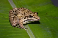 Leptodactylus fuscus