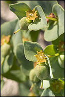 Euphorbia triflora ssp. triflora