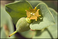 Euphorbia triflora ssp. triflora