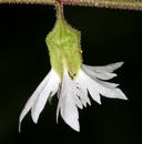 Lithophragma campanulatum