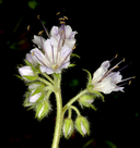 Hydrophyllum occidentale