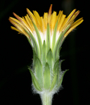 Agoseris grandiflora