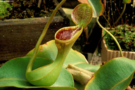 Nepenthes lowii