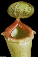 Nepenthes ventricosa