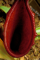 Nepenthes sp.