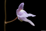 Utricularia tridentata