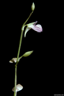 Utricularia uliginosa