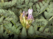 Astragalus iodanthus var. iodanthus