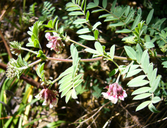 Hosackia stipularis var. stipularis