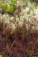 Drosera capensis