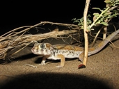 Keyserling's Plate Tailed Gecko