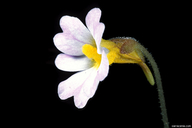 Pinguicula primuliflora